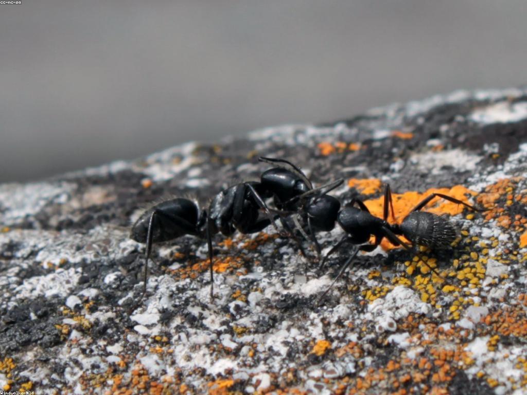 កម្លាំងនៃអ្នកប្រយុទ្ធ